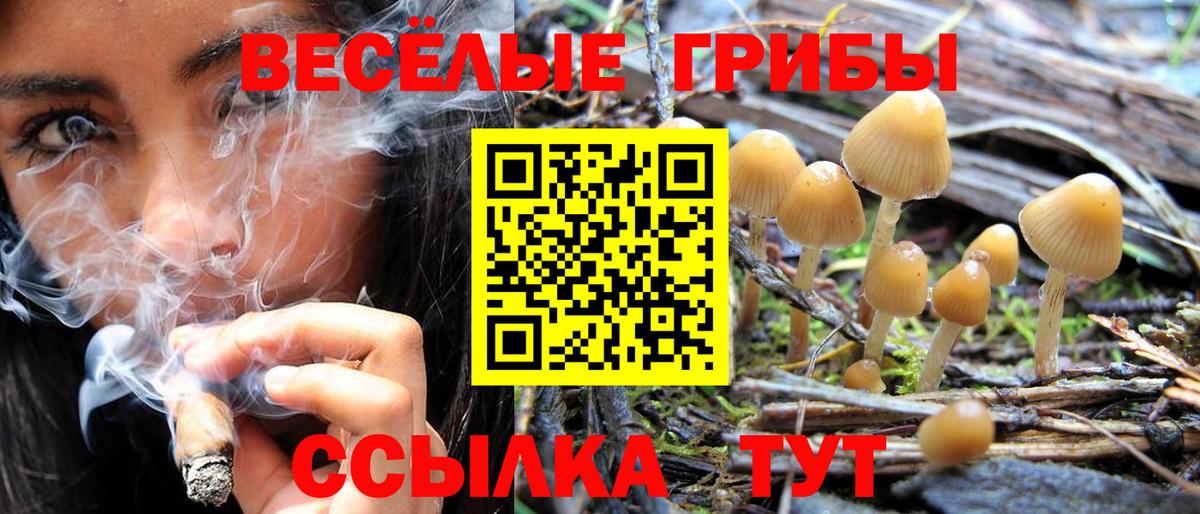 Псилоцибиновые грибы Psilocybine cubensis Алексин