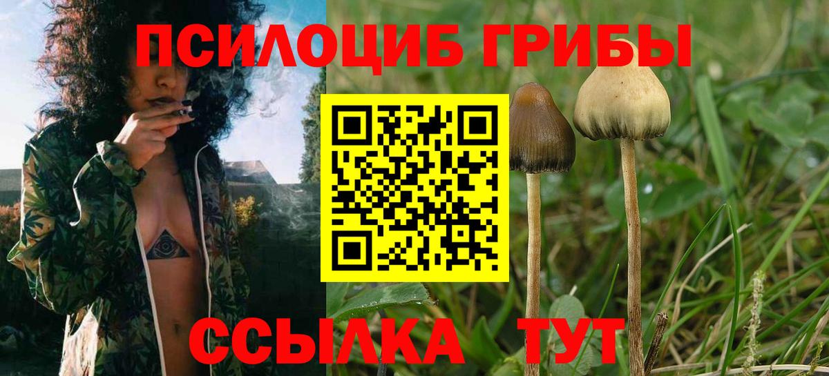 Алексин  Галлюциногенные грибы GOLDEN TEACHER  Псилоцибиновые грибы Magic Shrooms  где купить наркотик  Вход с VPN 